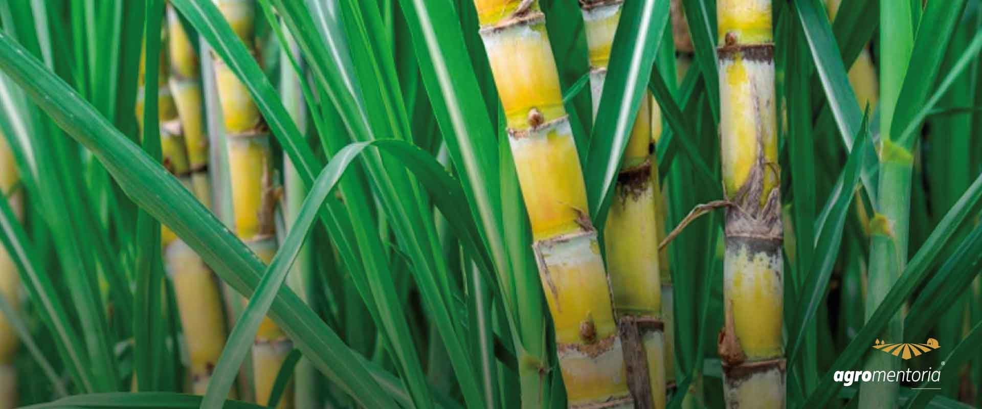 Cana gerou 79% da bioeletricidade ofertada à rede