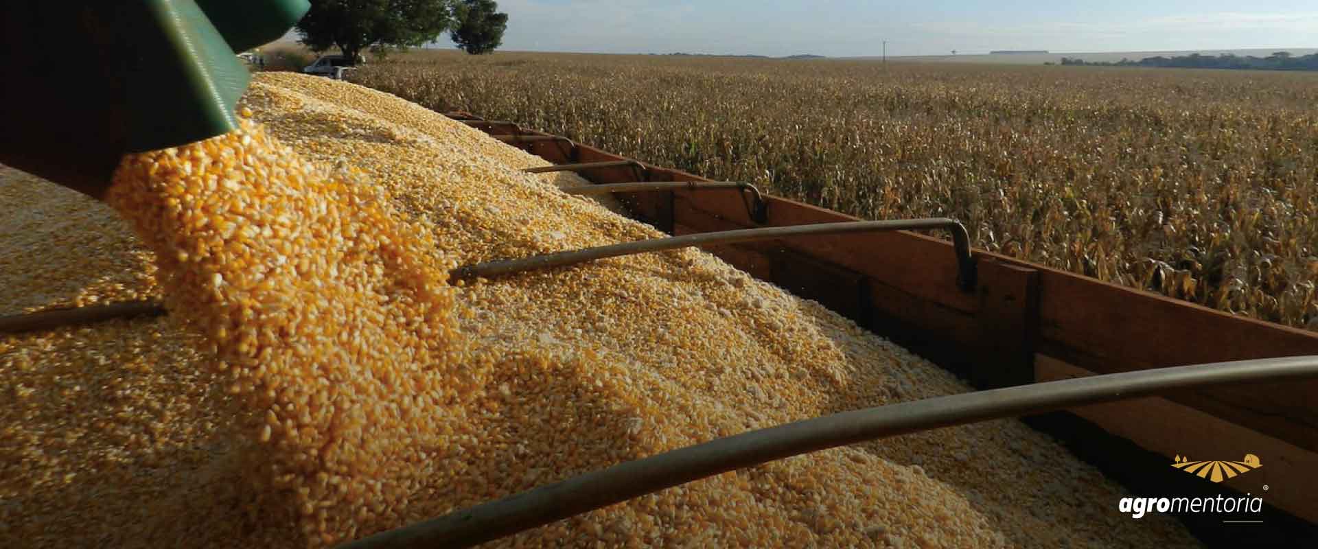 Milho: saiba o que pode afetar as cotações na próxima semana