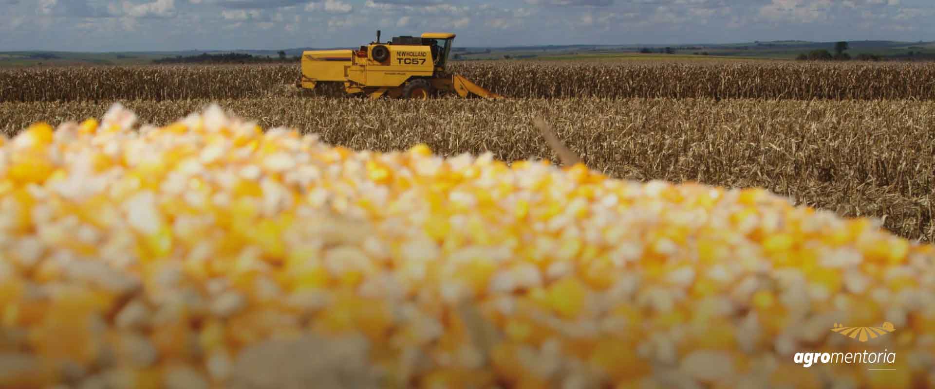 Com mais ritmo em MT, colheita da safrinha vai a 7% no Centro-Sul